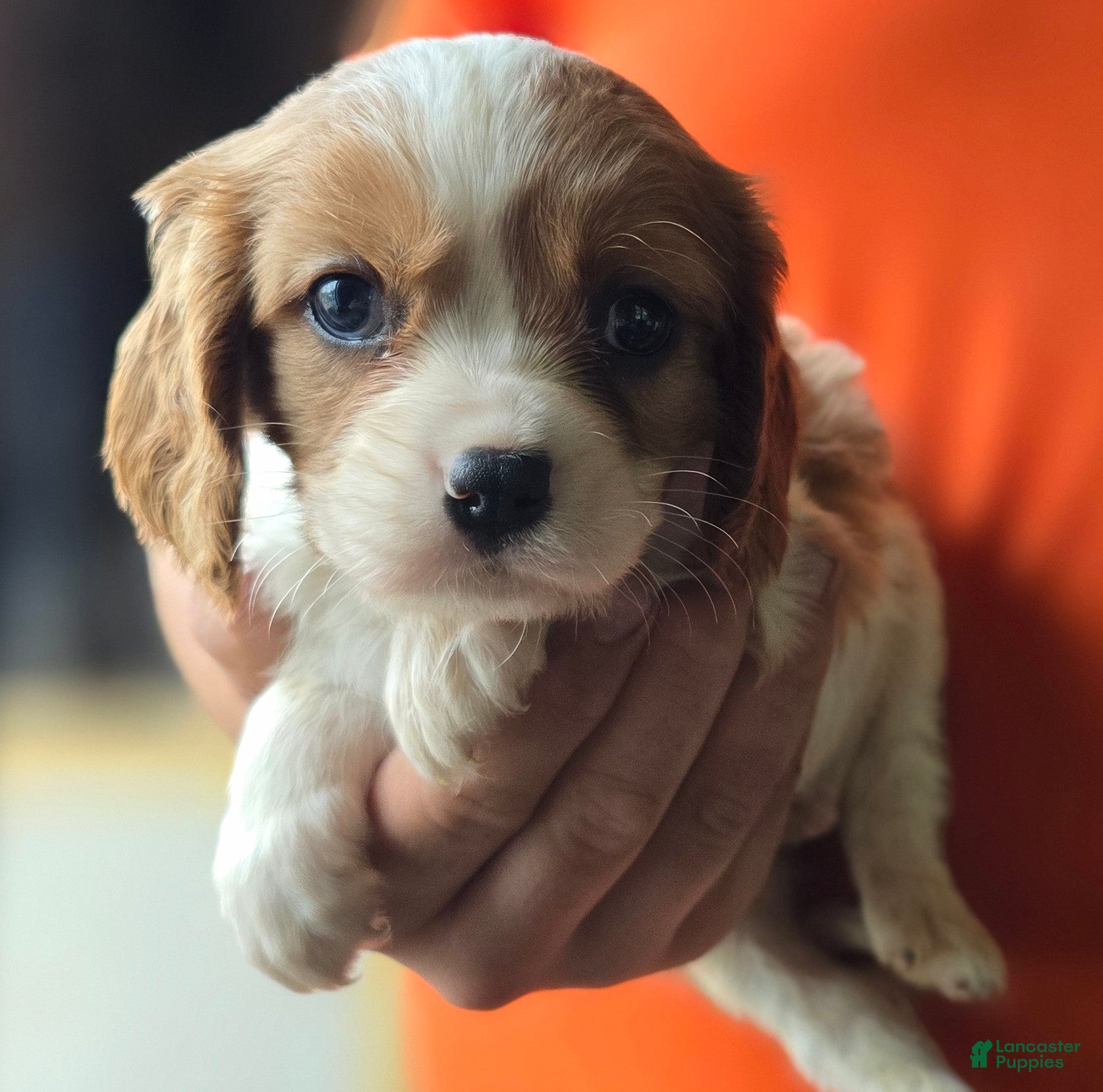 Cavalier King Charles Spaniel dogs Connor - Ad 1