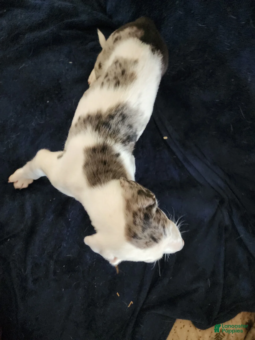 Catahoula Leopard Dog dogs for sale: Gabby F2025 M1 - Ad 7