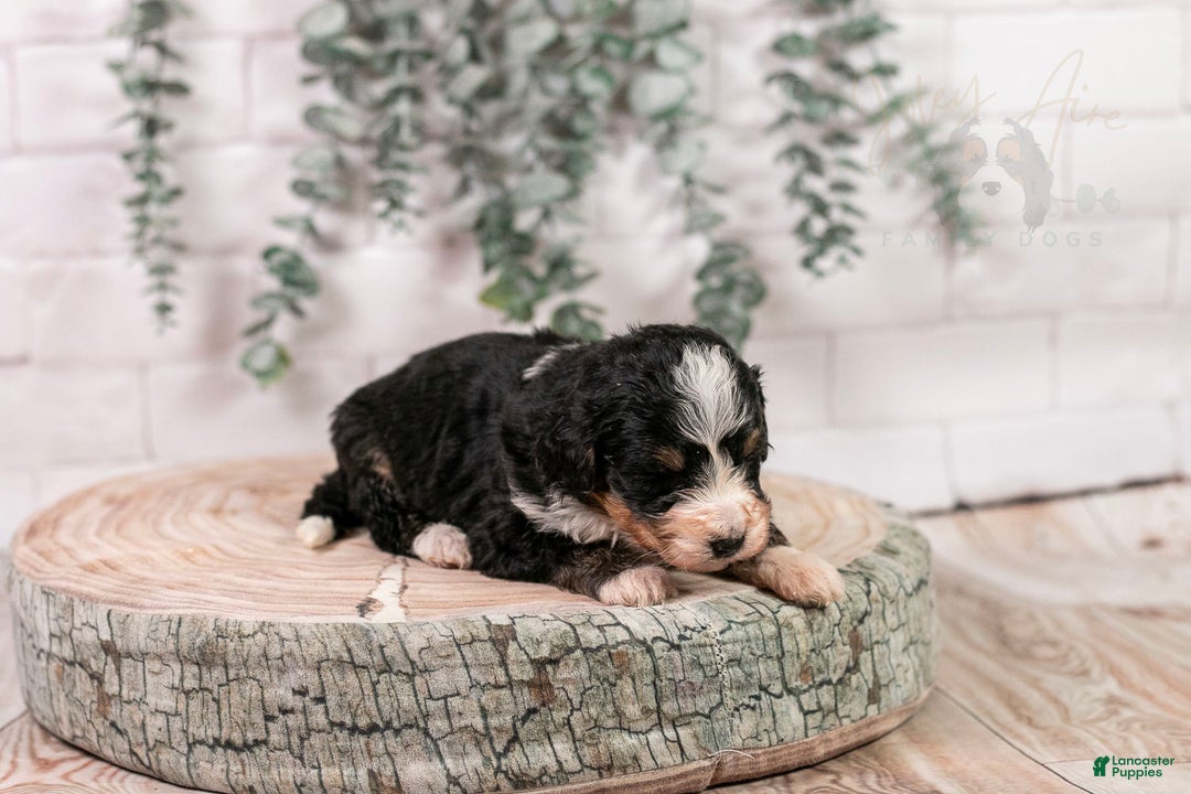 Bernedoodle dogs for sale: HalfPipe - Ad 12