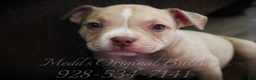 American Bully dogs for sale: Spice - Ad 1