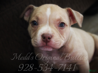 American Bully dogs Spice - Ad 3