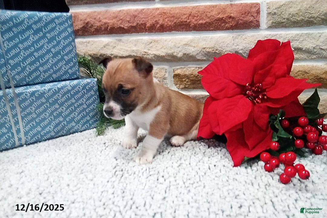 Jack Russell Terrier dogs for sale: Noel - Ad 2