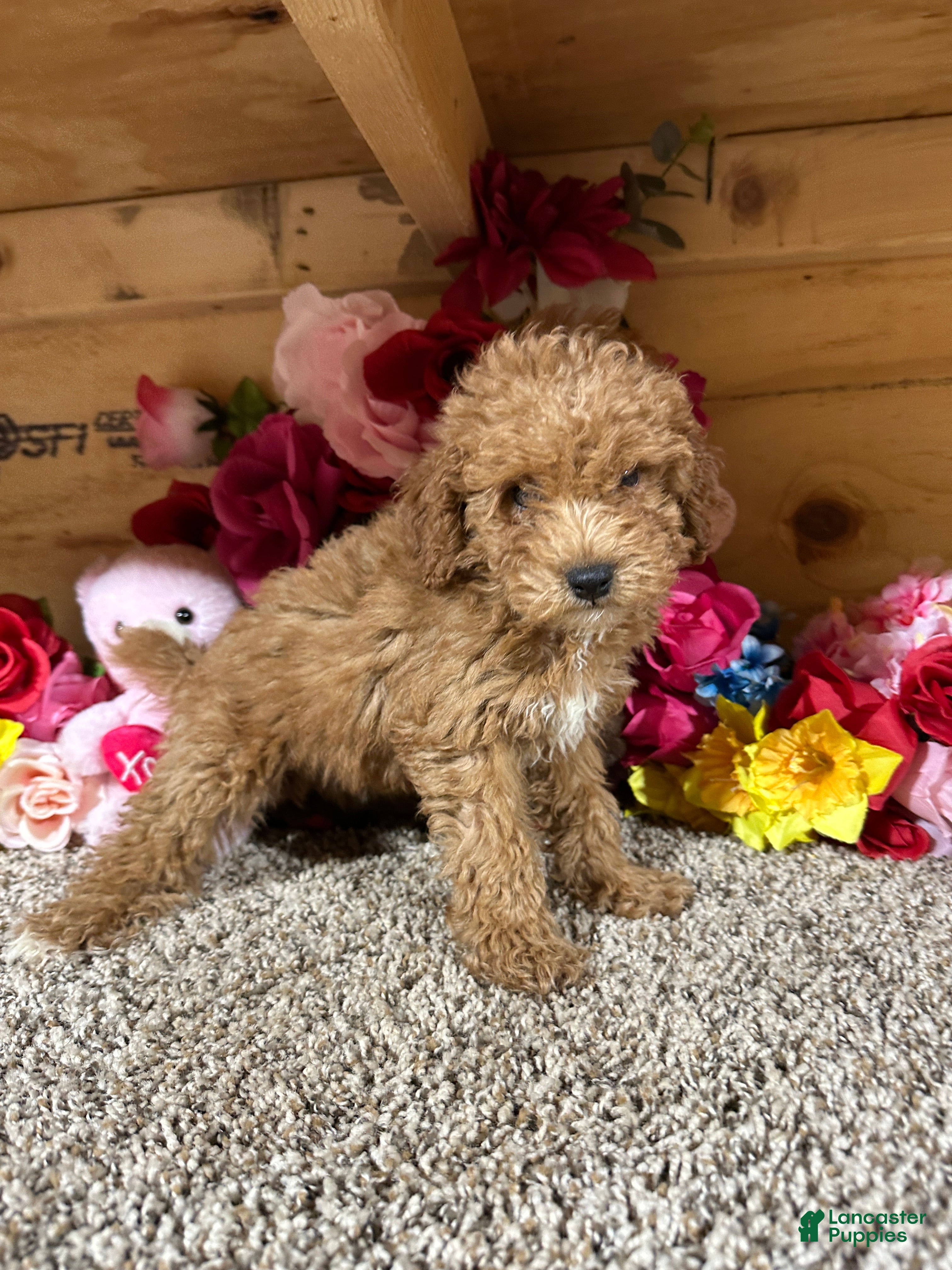 Toy Poodle dogs Toy Poodle 2 - Ad 2