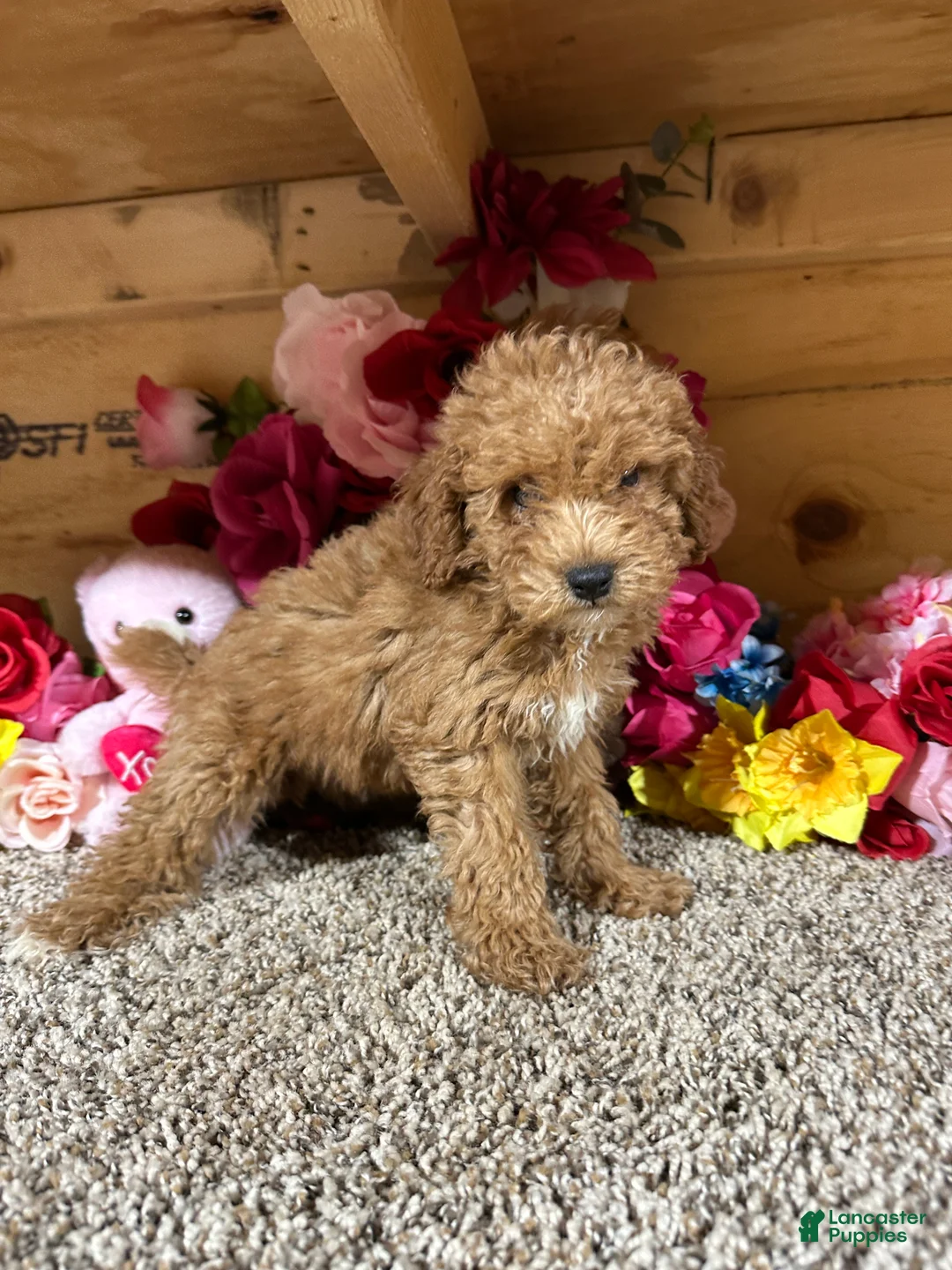 Toy Poodle dogs for sale: Toy Poodle 2 - Ad 2