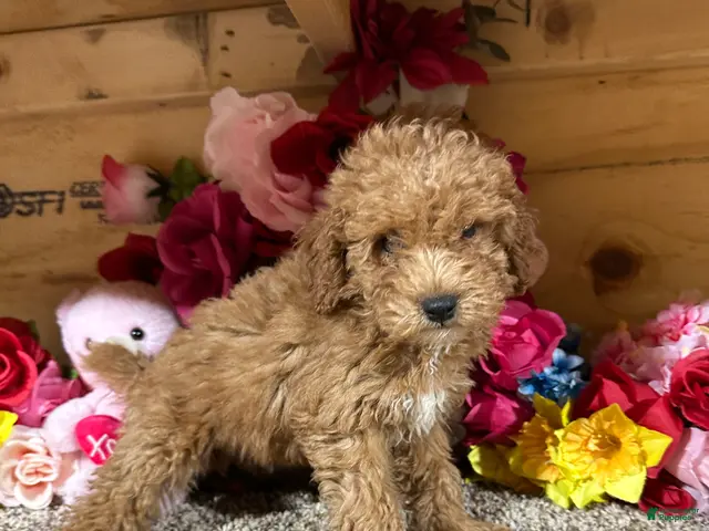 Toy Poodle dogs for sale: Toy Poodle 2 - Ad 2