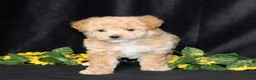 Bichpoo dogs for sale: Darling (TOY) - Ad 2