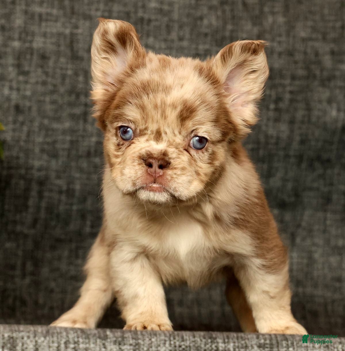 French Bulldog dogs for sale: Liney - Ad 1