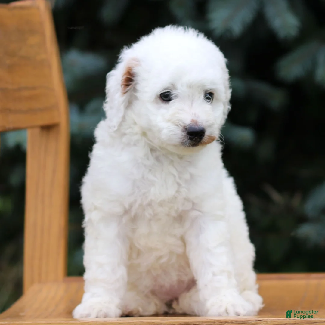 Mini Goldendoodle dogs for sale: Cream  - Ad 2