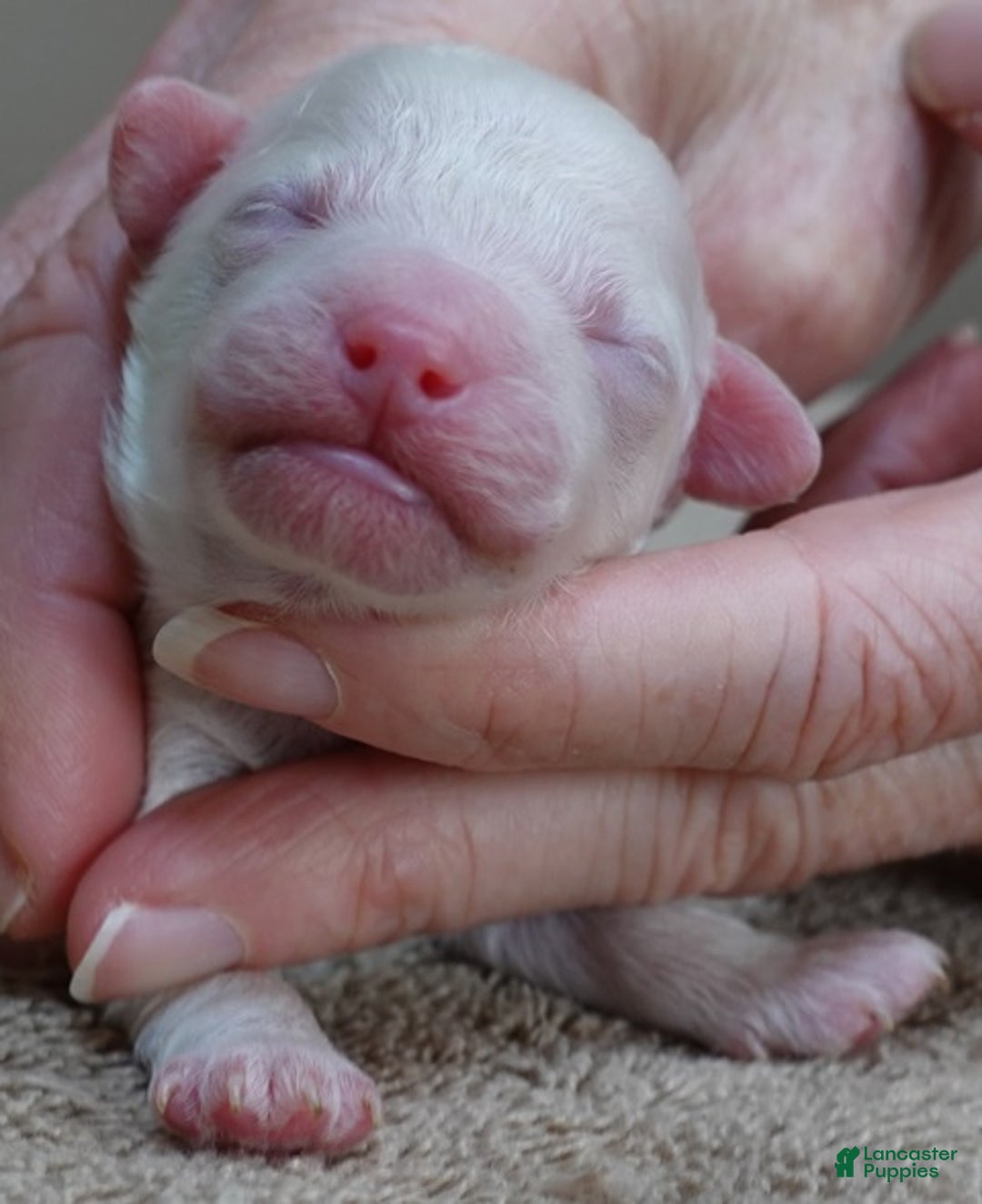 Toy Poodle dogs for sale: Ramses - Ad 1