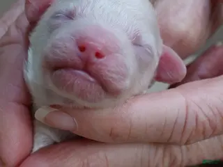 Toy Poodle dogs Ramses - Ad 31