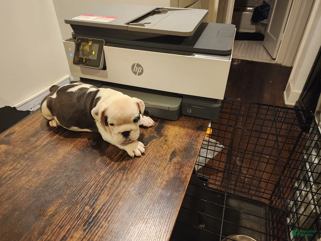 English Bulldog dogs for sale: Pepper - Ad 2
