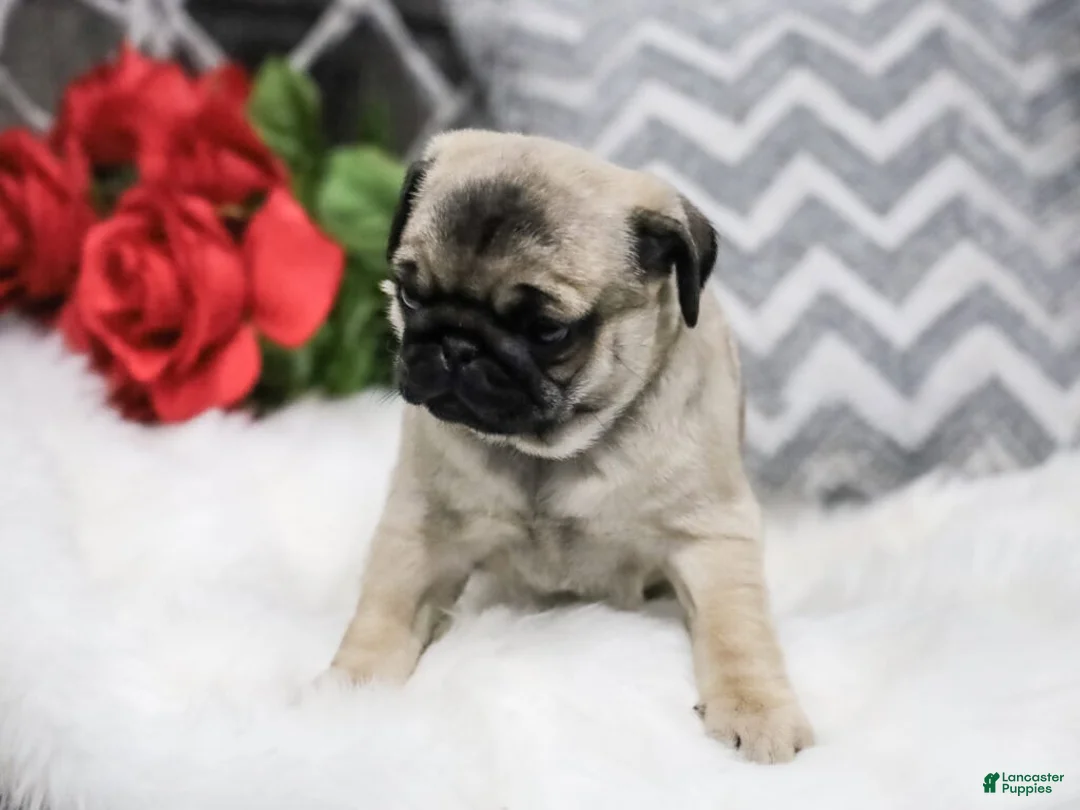 Pug dogs for sale: Casey - Ad 4