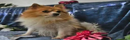 Pomeranian dogs for sale: Chloe - Ad 6