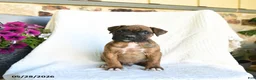 Boxer dogs for sale: Remmy - Ad 3