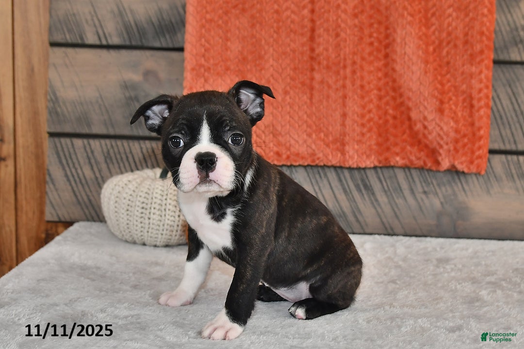 Boston Terrier dogs for sale: Flicka - Ad 3