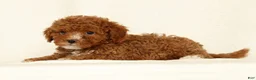 Cavapoo dogs for sale: Harper - Ad 5