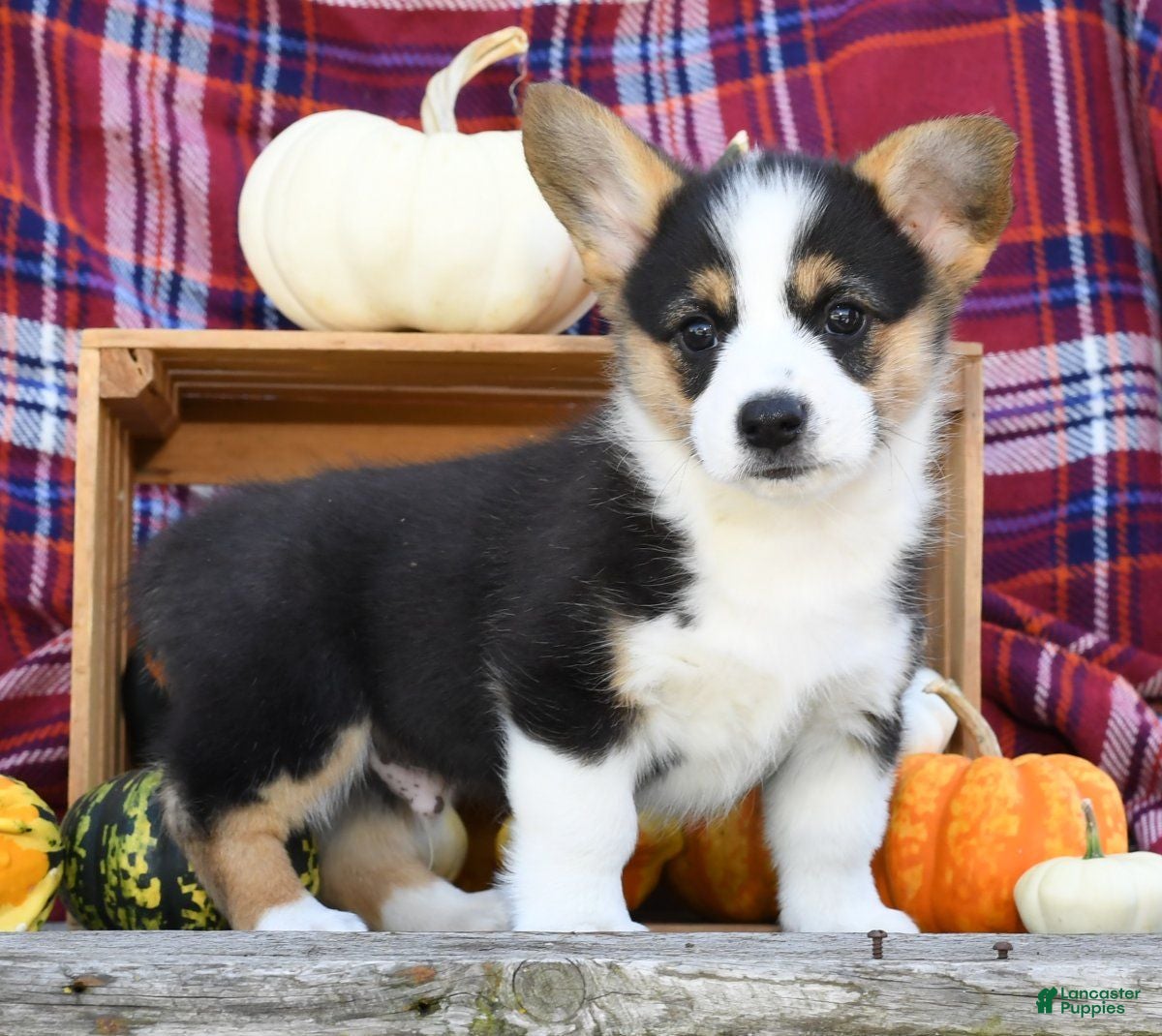 Corgi Colors Dark Red Corgi Sable Cardigan Corgi Blue Sable Corgis