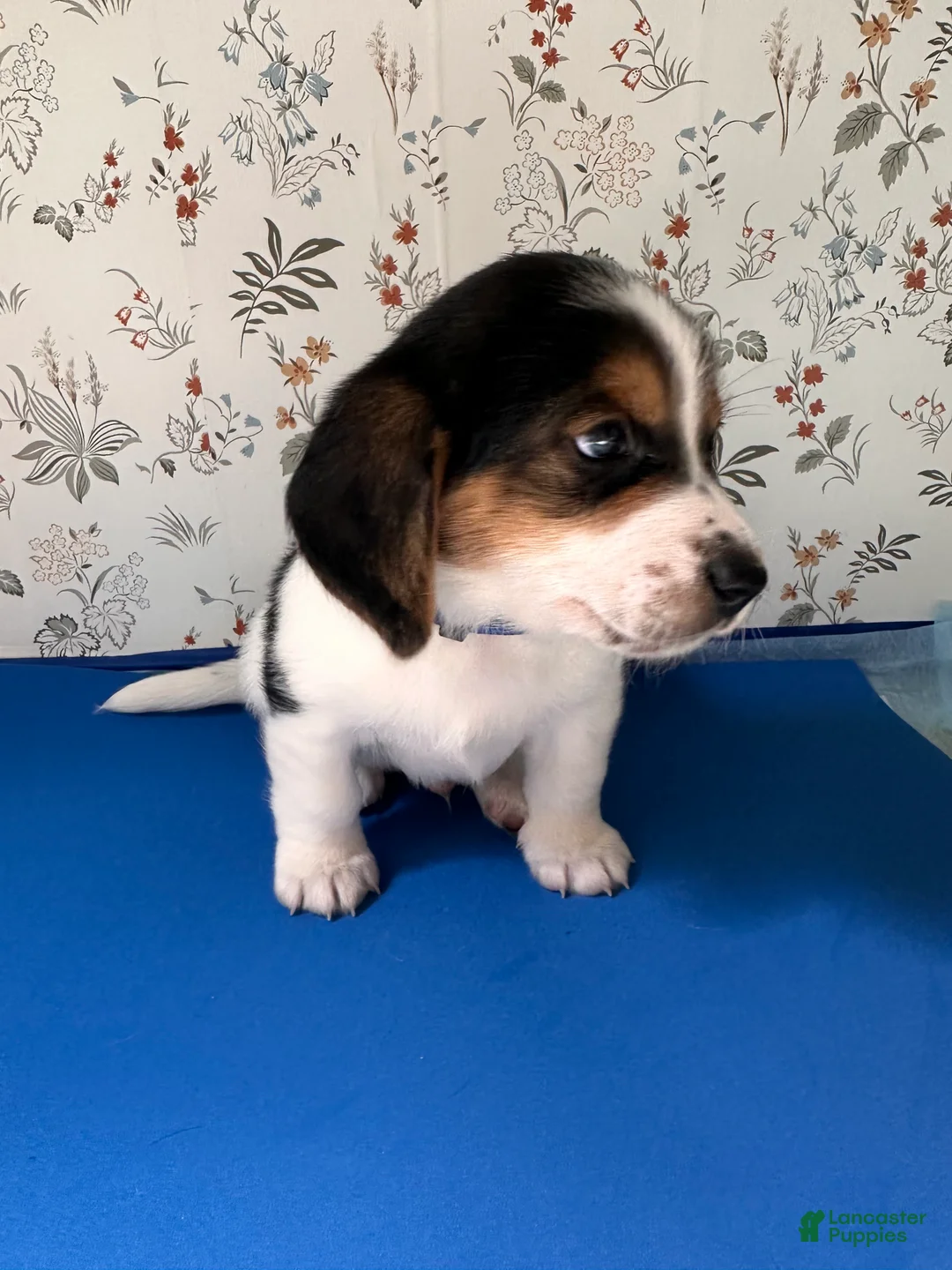 Mixed Breed dogs for sale: Mako - Ad 2