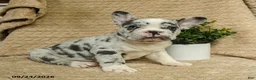 French Bulldog dogs for sale: Cosmos - Ad 3