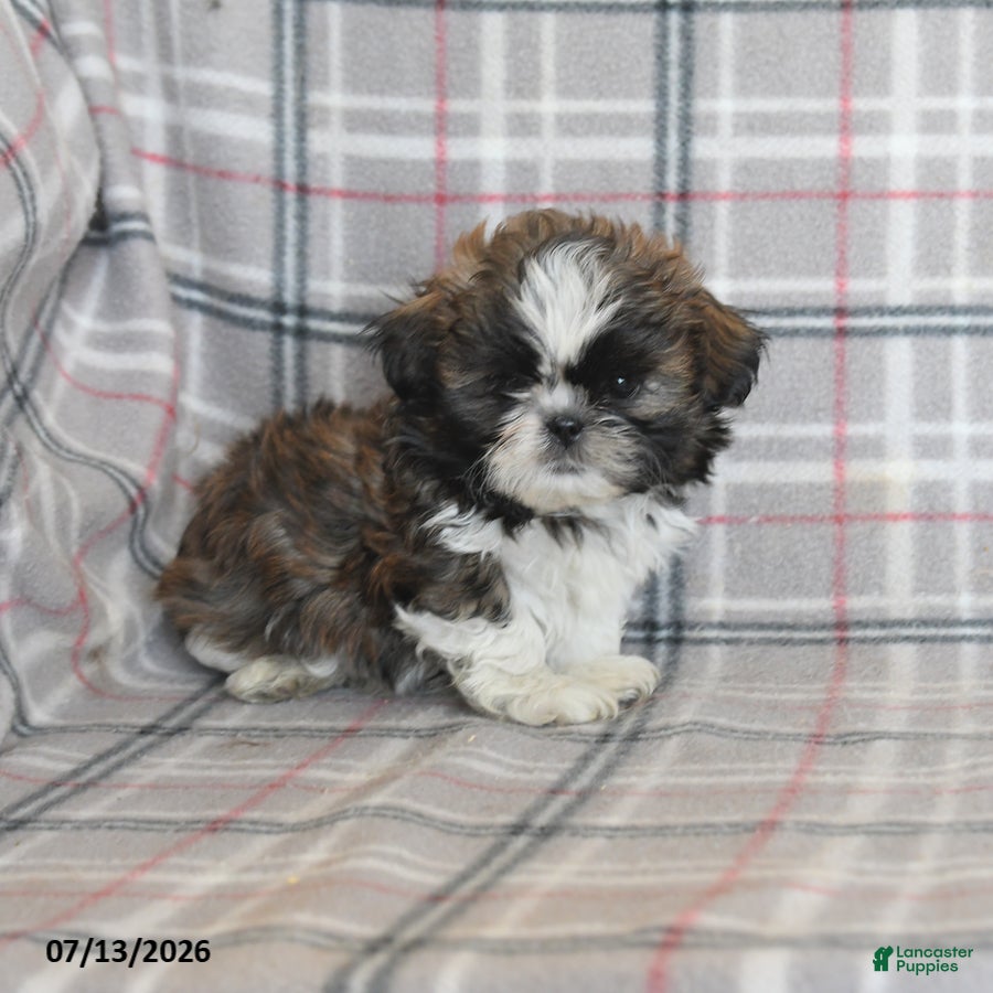 Shih Tzu dogs Cookie - Ad 1