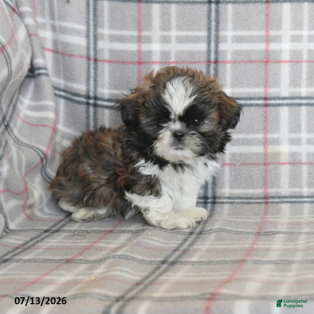 Shih Tzu dogs for sale: Cookie - Ad 1