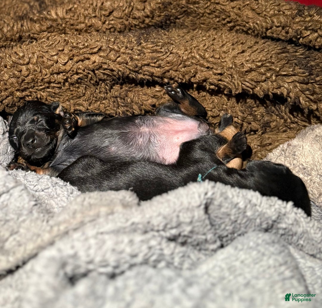 Mixed Breed dogs for sale: Pocket Pet 5 - Ad 3