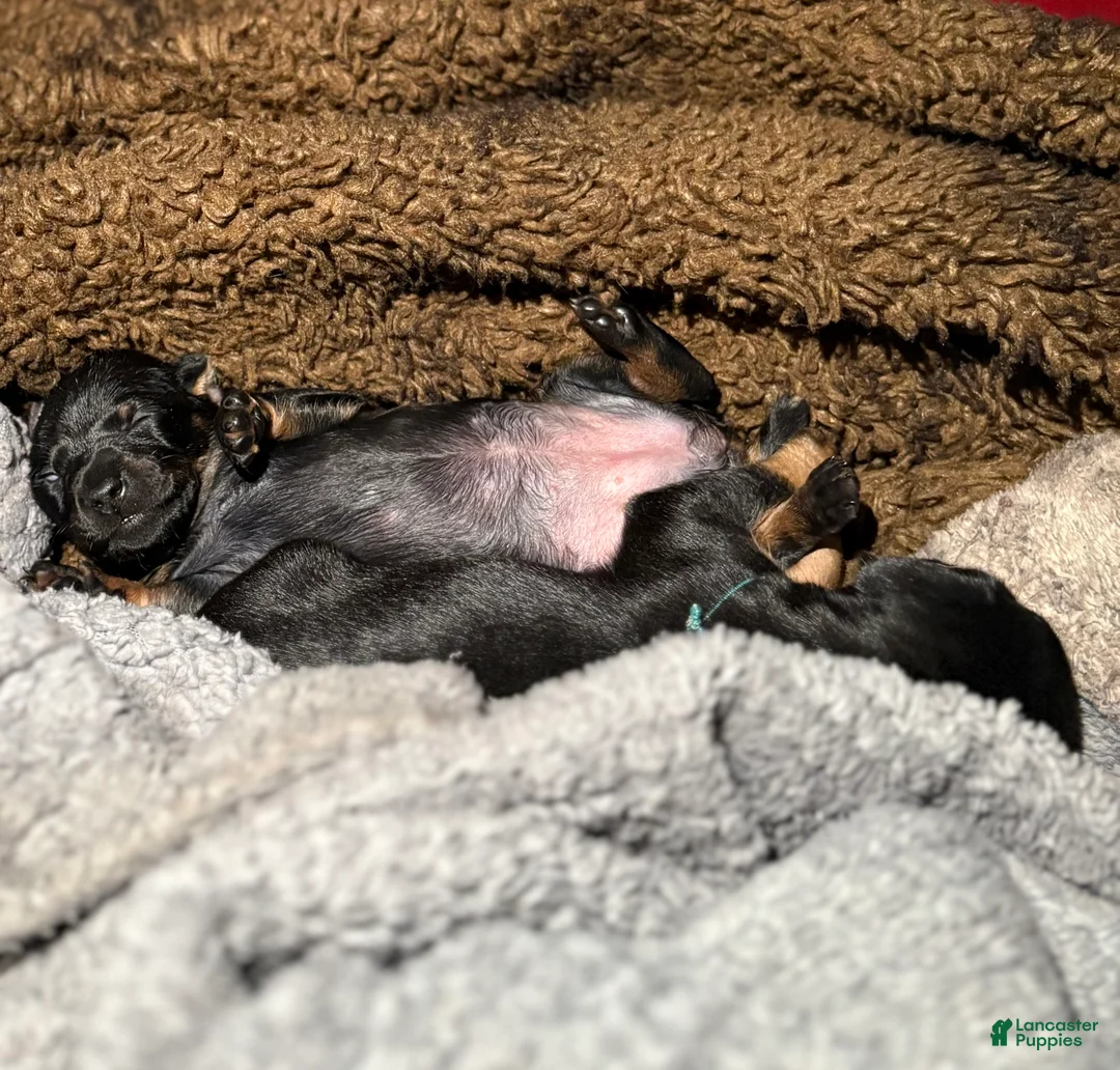 Mixed Breed dogs for sale: Pocket Pet 5 - Ad 3