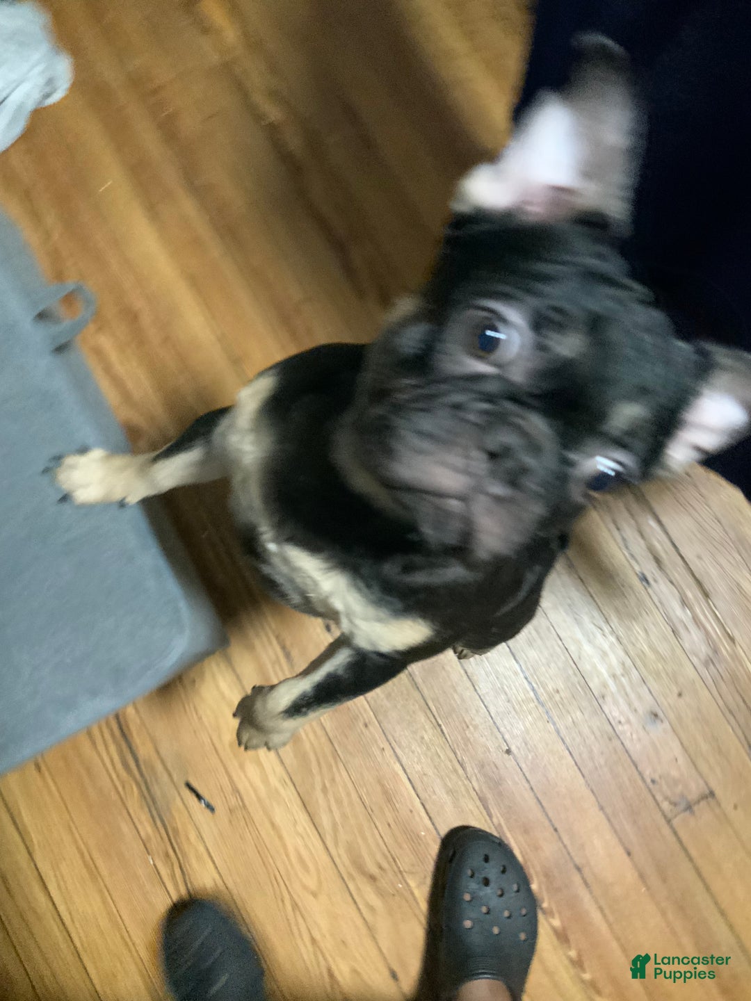 French Bulldog dogs for sale: Night  - Ad 5