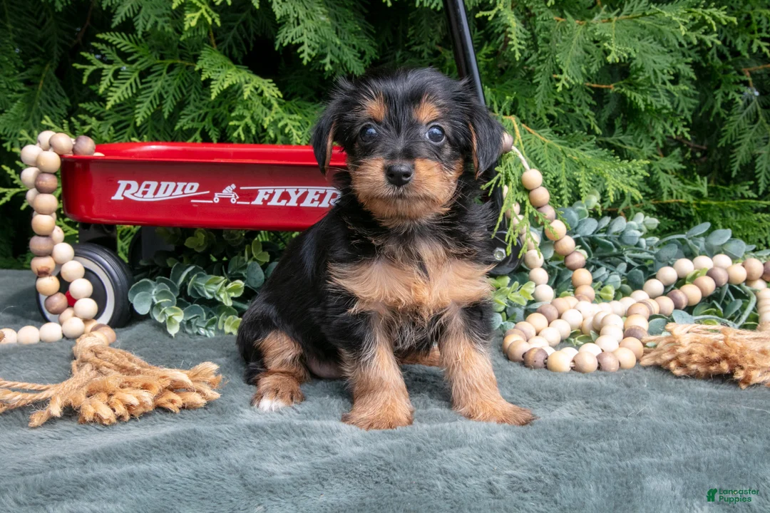Yorkshire Terrier dogs for sale: Poppy - Ad 2