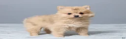 Pomeranian dogs for sale: Theresa - Ad 4