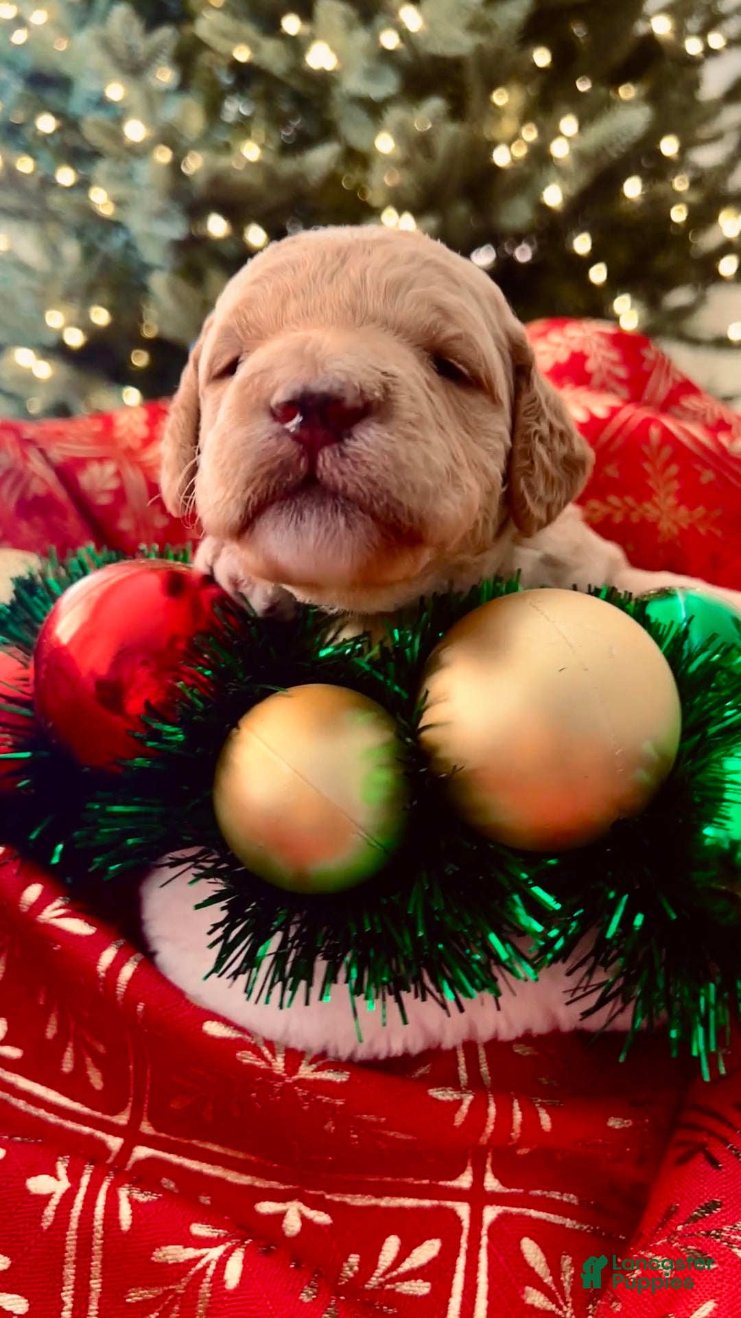 Goldendoodle dogs for sale: Faith - (smaller) Medium - Ad 7