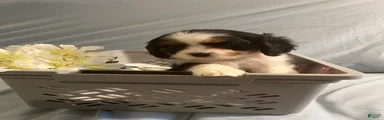Cavalier King Charles Spaniel Puppy 4