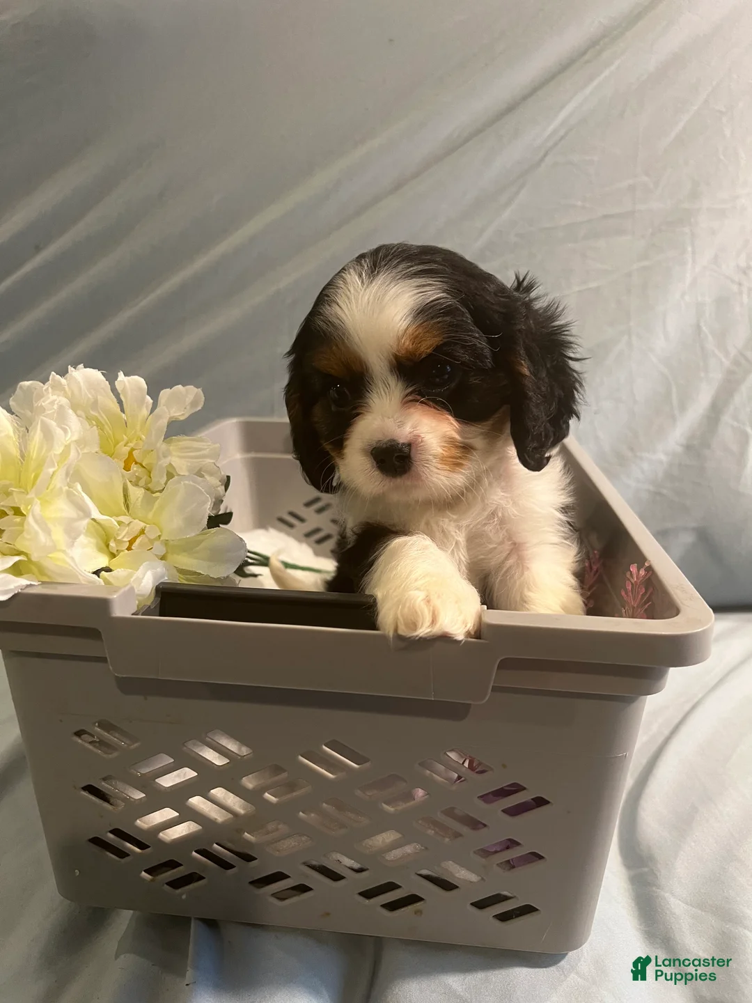 Cavalier King Charles Spaniel dogs for sale: Cavalier King Charles Spaniel Puppy 4 - Ad 1