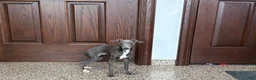 Italian Greyhound dogs for sale: Jenna - Ad 2
