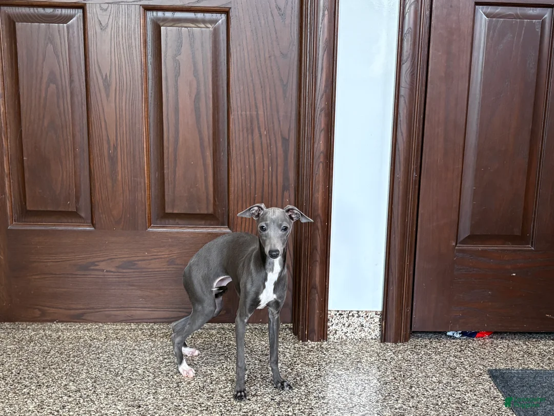 Italian Greyhound dogs for sale: Jenna - Ad 2
