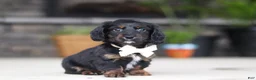 Miniature Dachshund dogs for sale: Jordan - Ad 3