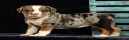 Beabull dogs for sale: Cola - Ad 8