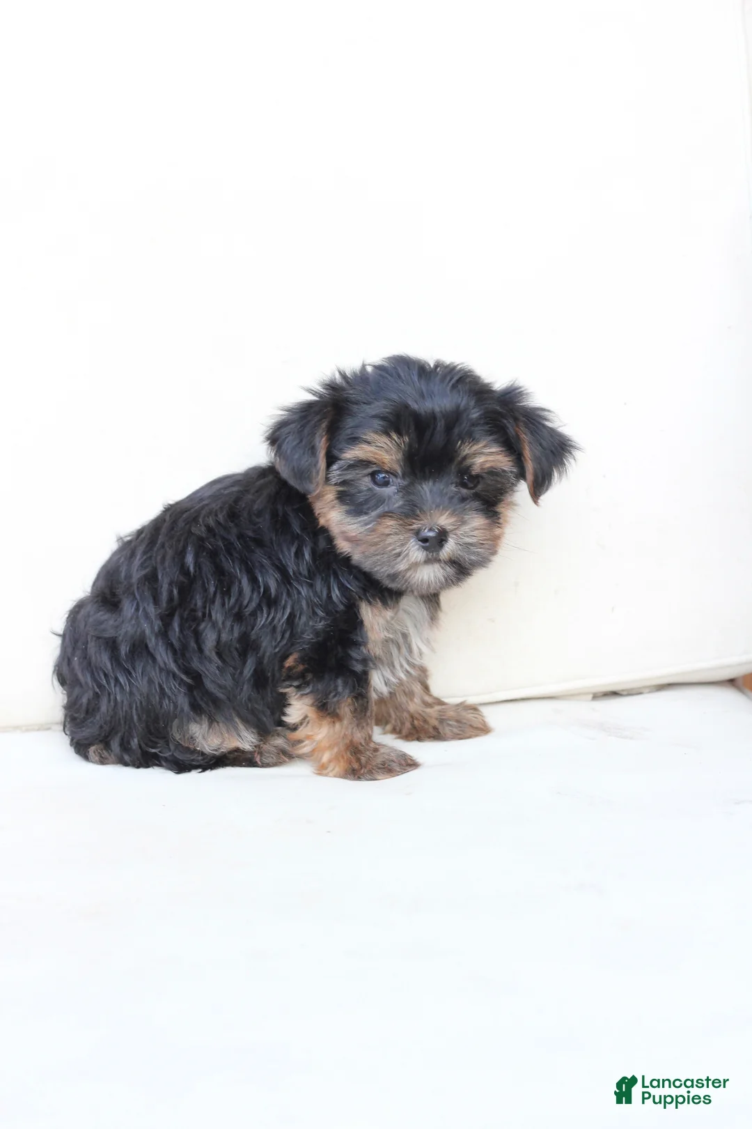 Yorkshire Terrier dogs for sale: Jake - Ad 2