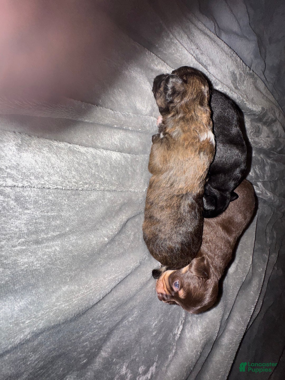 Chihuahua dogs for sale: Chihuahua Puppy 2 - Ad 4