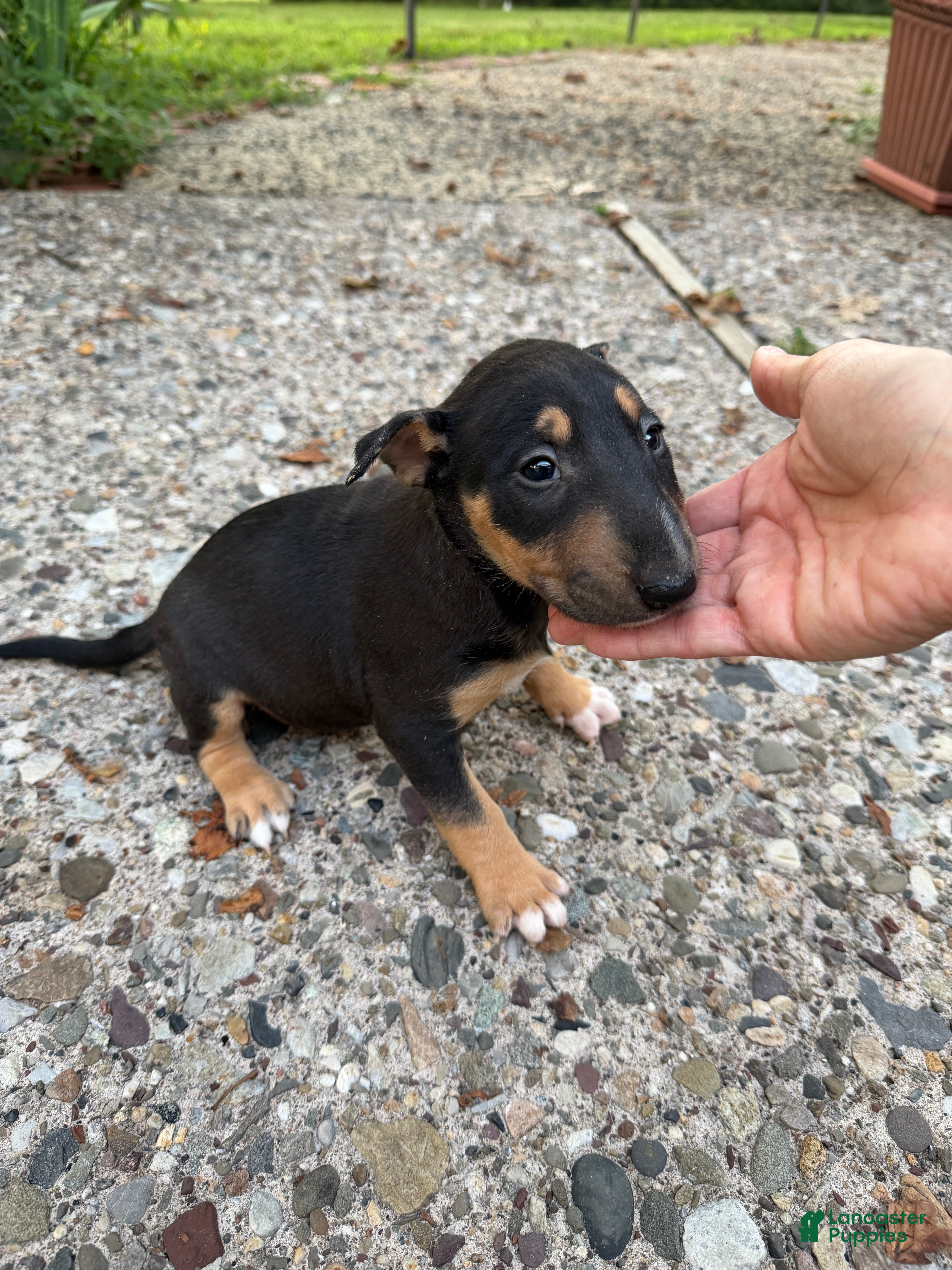 Miniature Bull Terrier dogs Ariel  - Ad 1