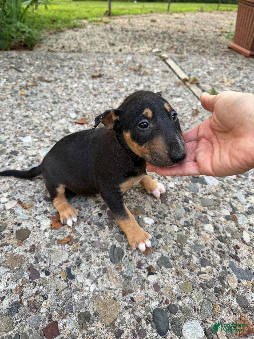Miniature Bull Terrier dogs for sale: Ariel  - Ad 1