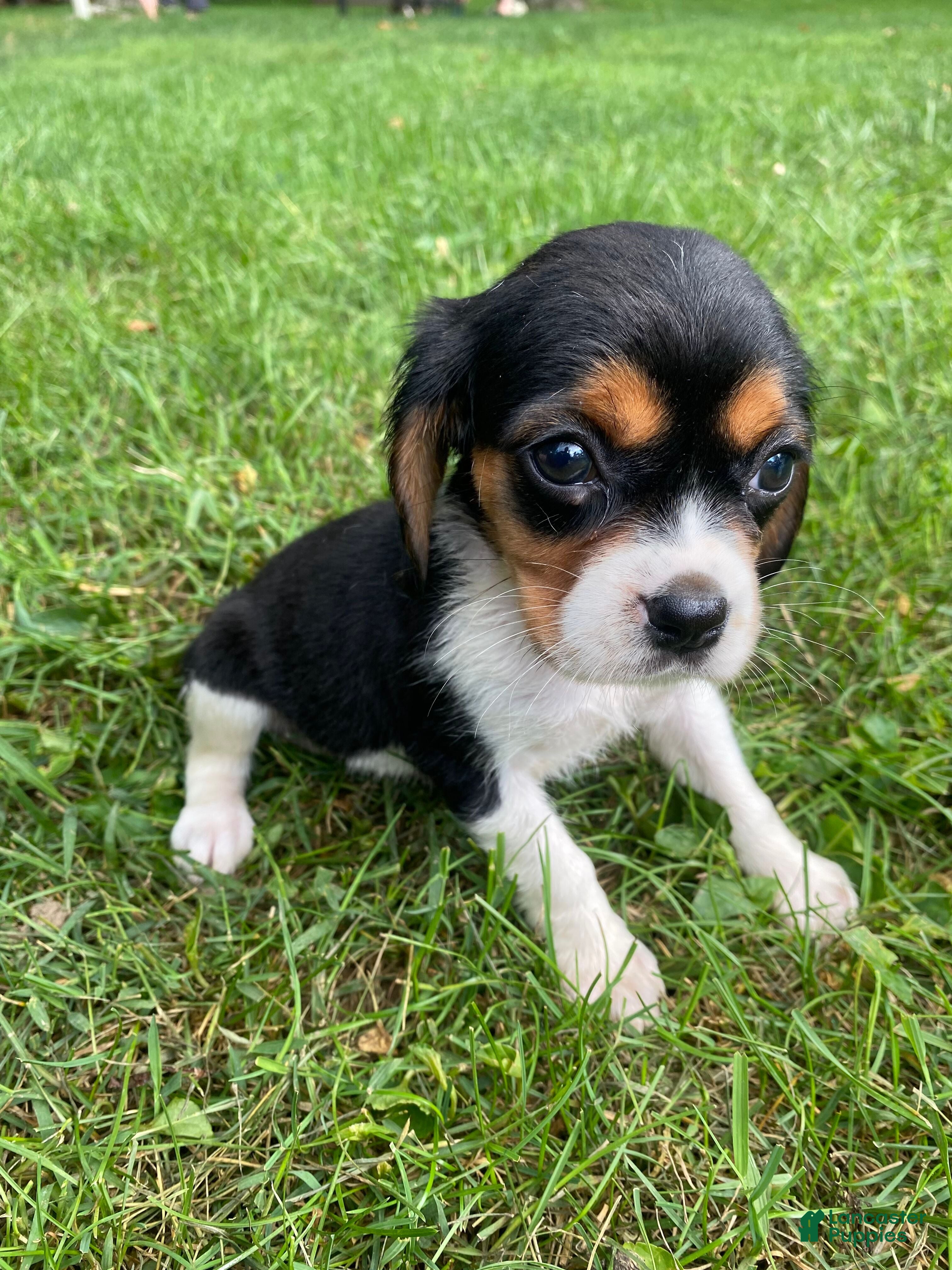 Beaglier dogs Alaina - Ad 1