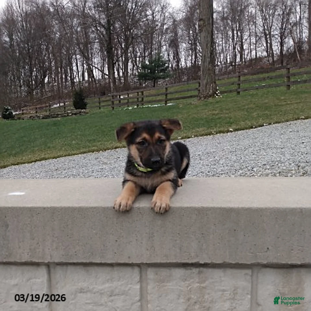 German Shepherd dogs for sale: Sandy - Ad 1