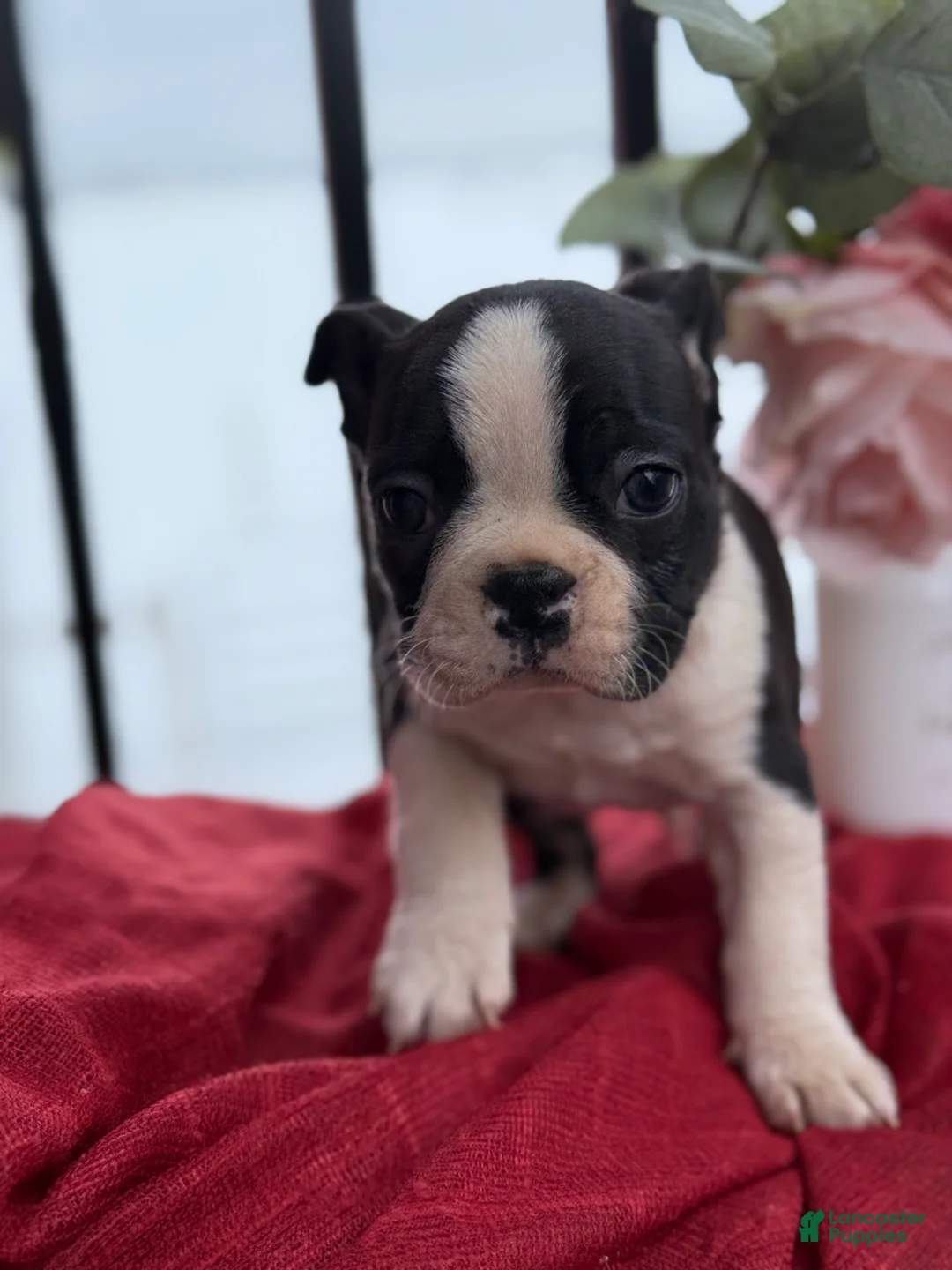 Boston Terrier dogs for sale: Travis - Ad 4