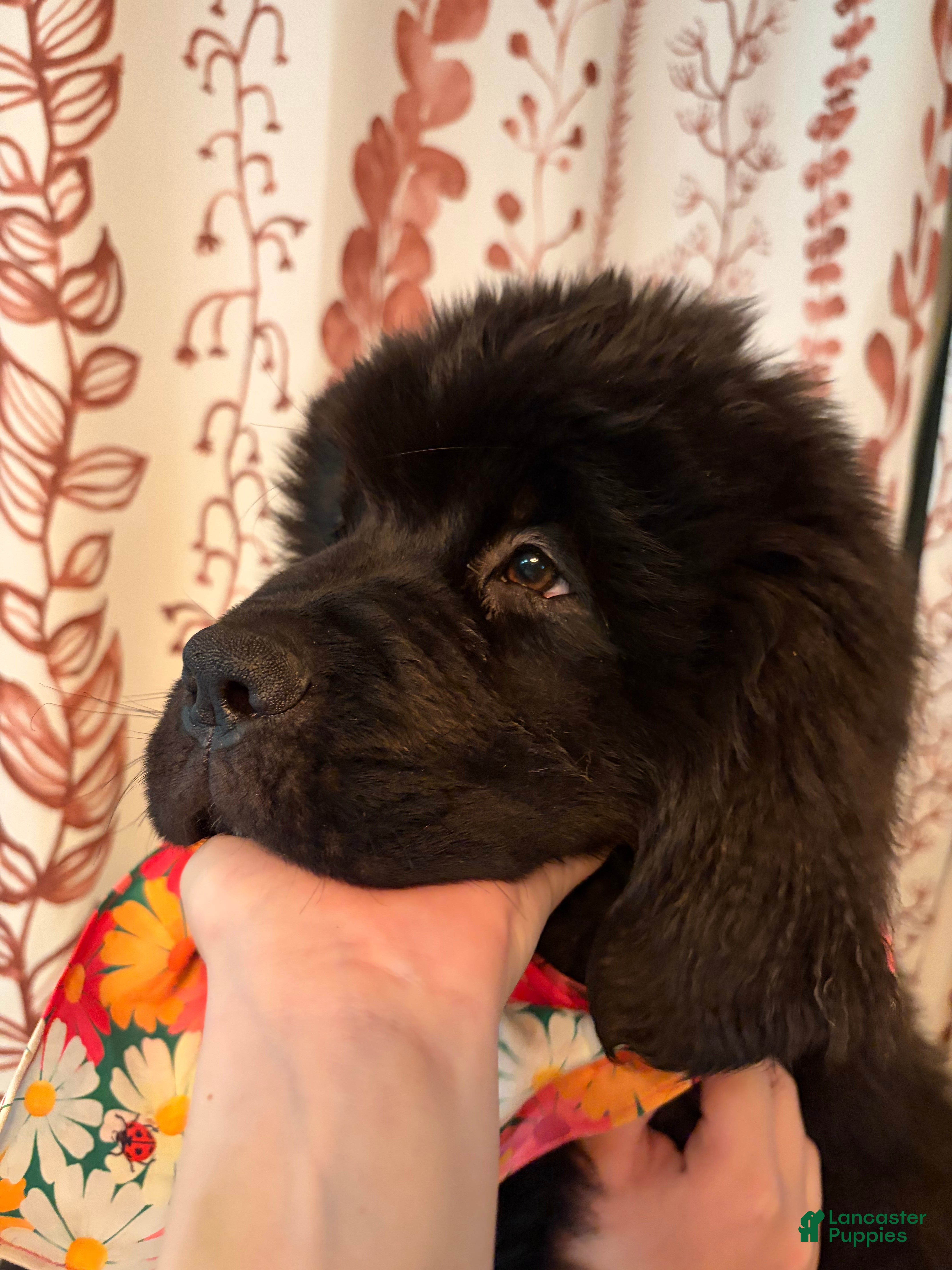 Newfoundland dogs LadyBug - Ad 1