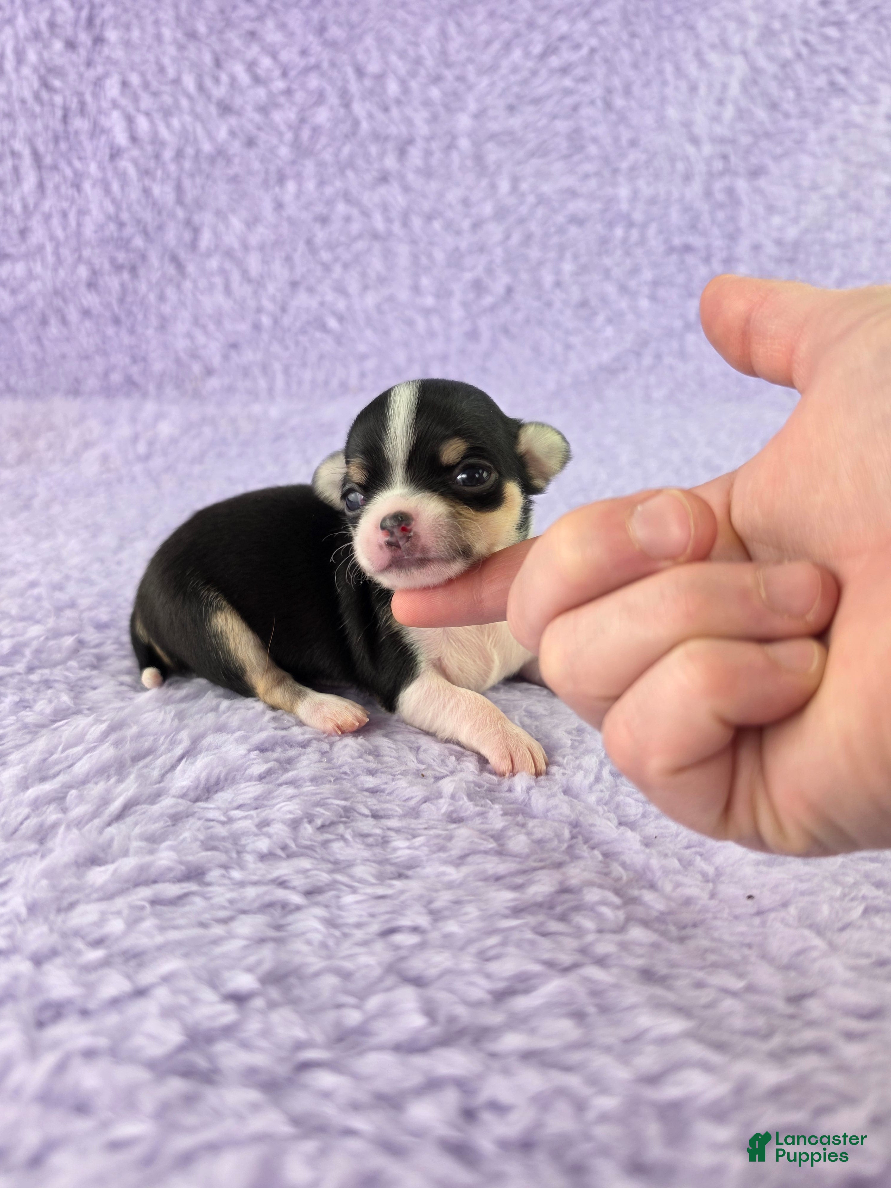 Chihuahua dogs AKC Masie  - Ad 1