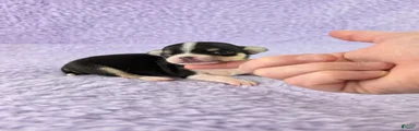 AKC Masie 