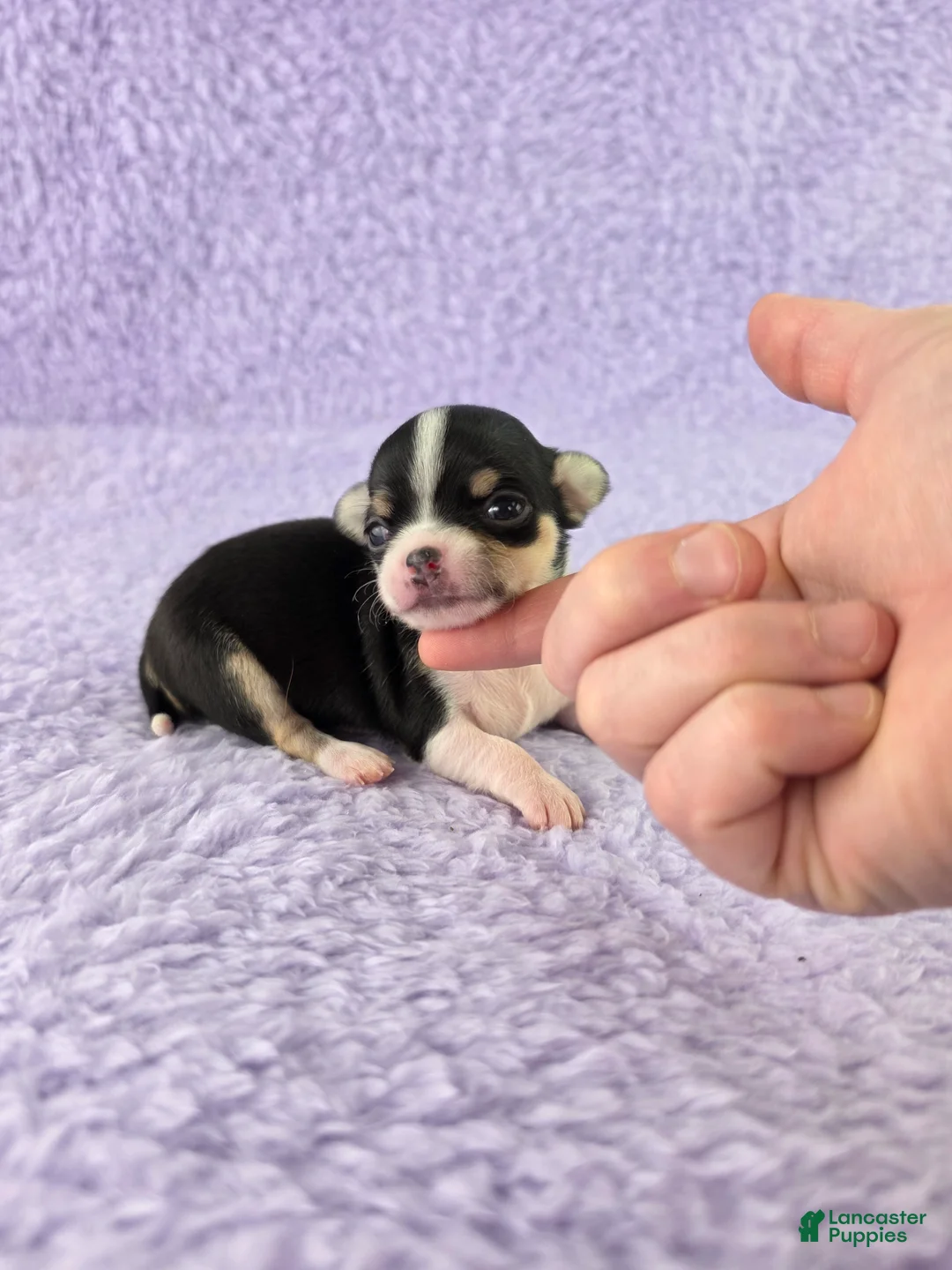 Chihuahua dogs for sale: AKC Masie  - Ad 1