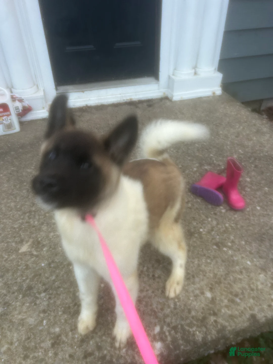 Akita dogs for sale: Blueberry - Ad 1