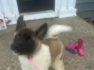 Akita dogs Blueberry - Ad 13